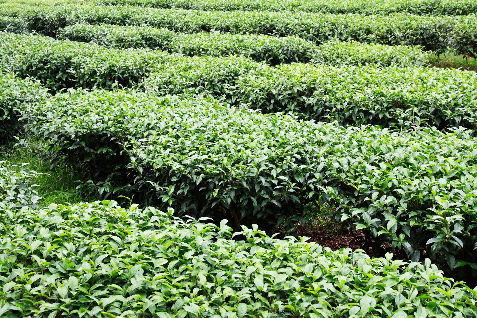 红安老君眉茶香飘武汉全县茶叶种植面积达7万亩高德娱乐