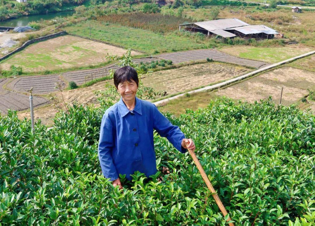 高德娱乐数字科技 茶界黑马横空降生——婺源“黎乾升”老茶号确当代兴盛(图5)