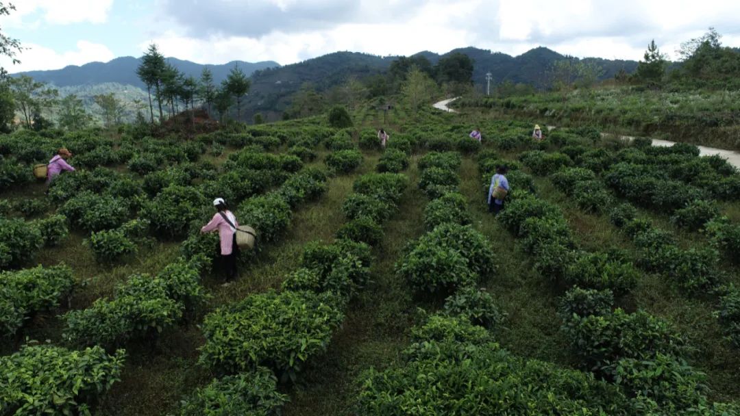 高德娱乐广元好茶好正在哪？听听茶叶专家若何说