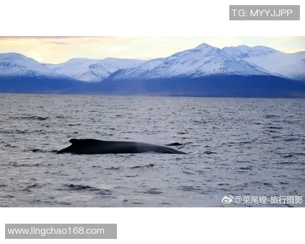 雷克雅未克与特拉维夫的精彩对决分析与赛前预测